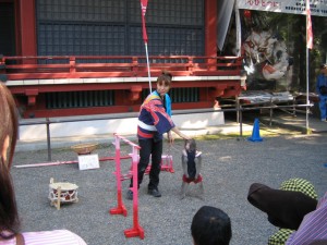 浅草神社で猿の演技